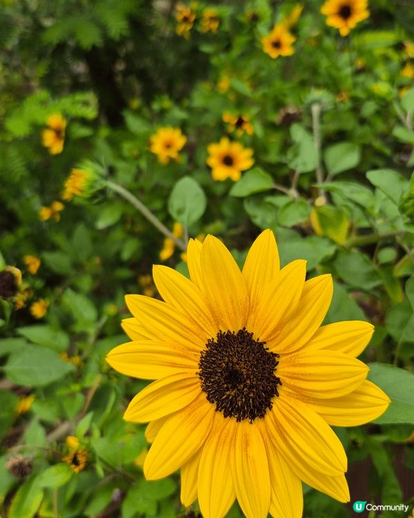 原來城門谷公園有咁靚的花，若不是友人介紹，也不知原來荃灣有咁...