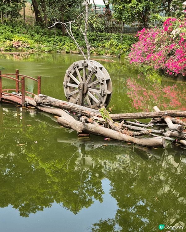 原來城門谷公園有咁靚的花，若不是友人介紹，也不知原來荃灣有咁...