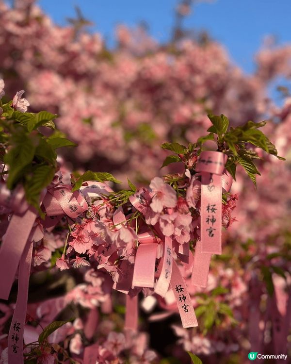 適逢櫻花季，梗係唔好錯過要去櫻神宮參拜同賞櫻啦！櫻花真係好靚...