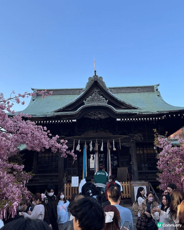 適逢櫻花季，梗係唔好錯過要去櫻神宮參拜同賞櫻啦！櫻花真係好靚...