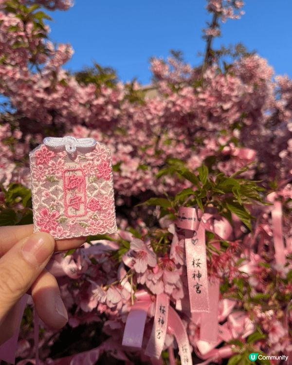 適逢櫻花季，梗係唔好錯過要去櫻神宮參拜同賞櫻啦！櫻花真係好靚...