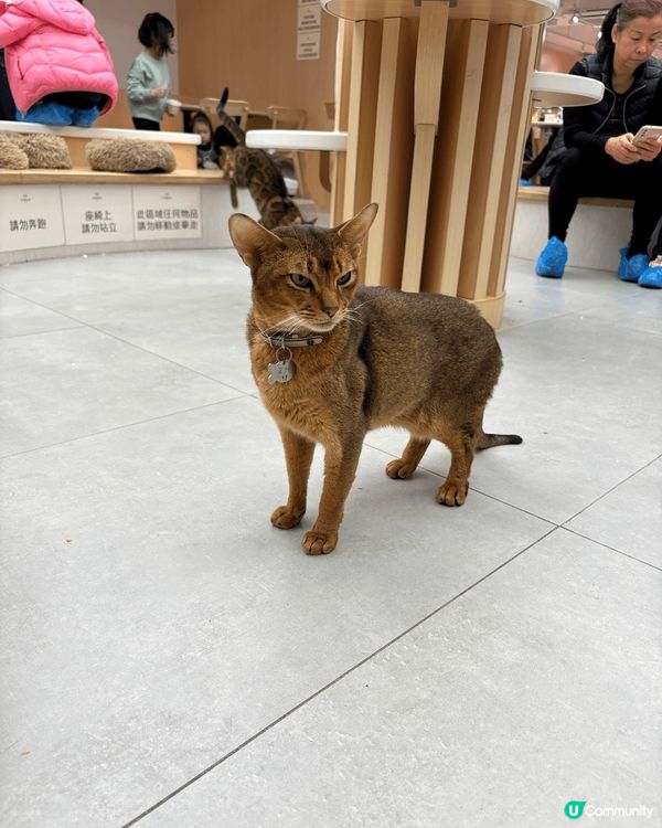 長沙灣貓貓cafe,好多貓貓，好可愛