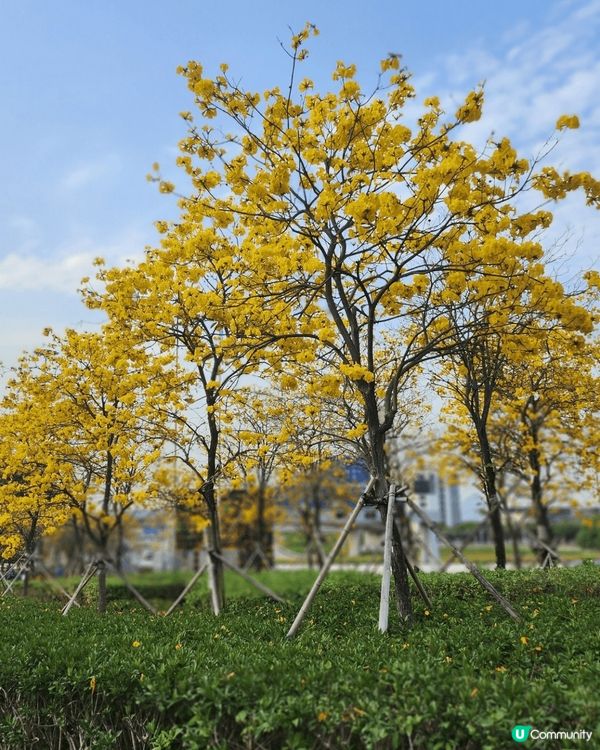 🥰在機場附近黃花風🌼，3月黃花風鈴木已經開始綻放，一片夢幻金...