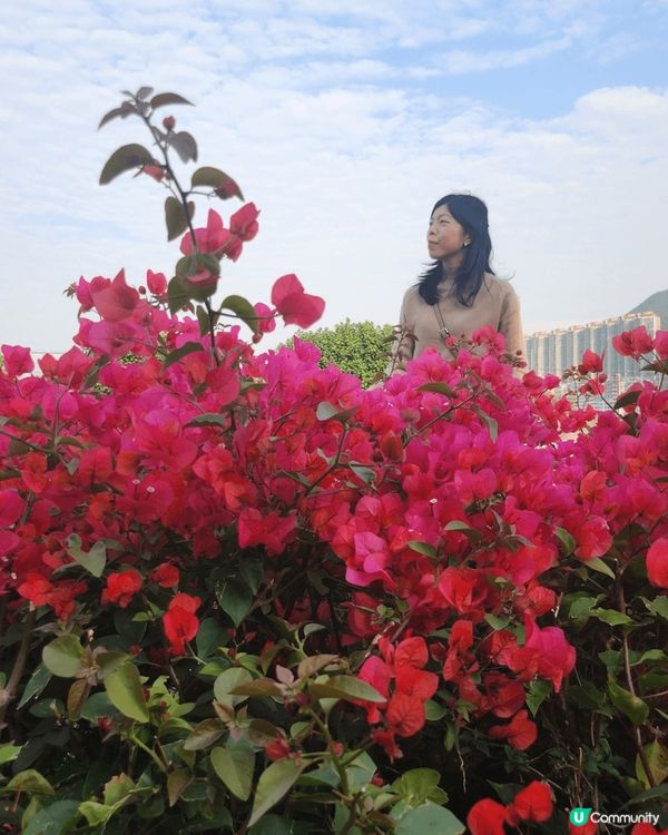 🥰在機場附近黃花風🌼，3月黃花風鈴木已經開始綻放，一片夢幻金...