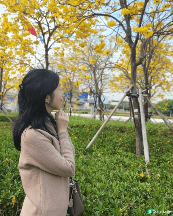 🥰在機場附近黃花風🌼，3月黃花風鈴木已經開始綻放，一片夢幻金...