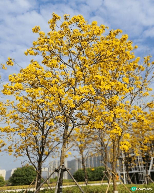 🥰在機場附近黃花風🌼，3月黃花風鈴木已經開始綻放，一片夢幻金...