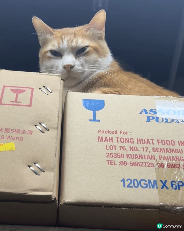 正所謂人逢喵喵精神爽