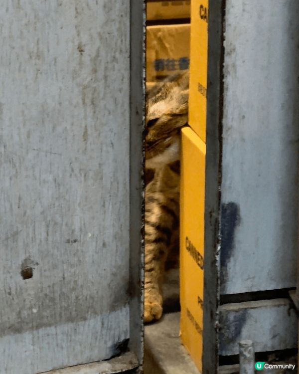 正所謂人逢喵喵精神爽