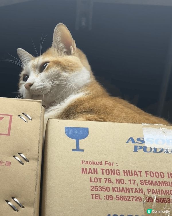 正所謂人逢喵喵精神爽