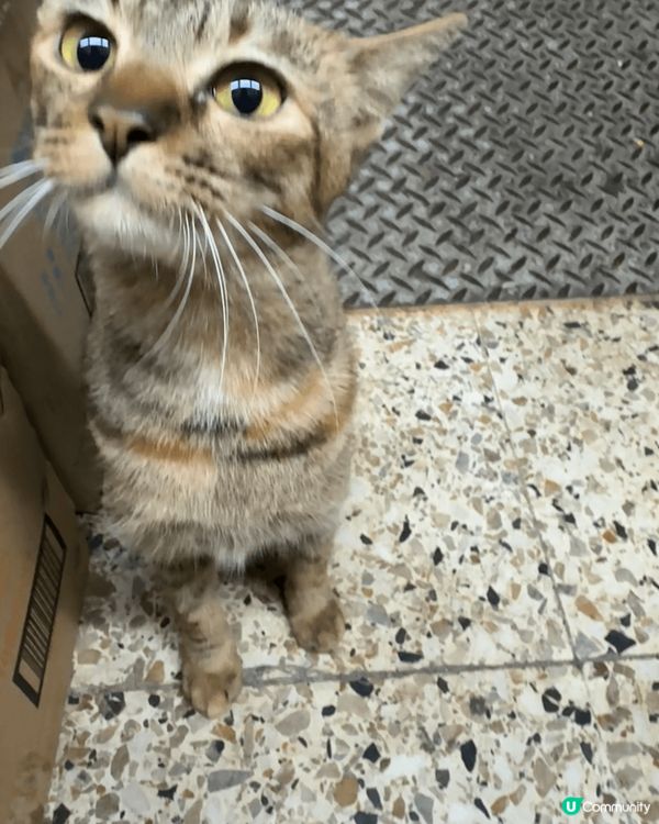 正所謂人逢喵喵精神爽