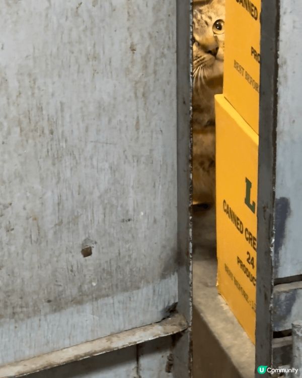 正所謂人逢喵喵精神爽