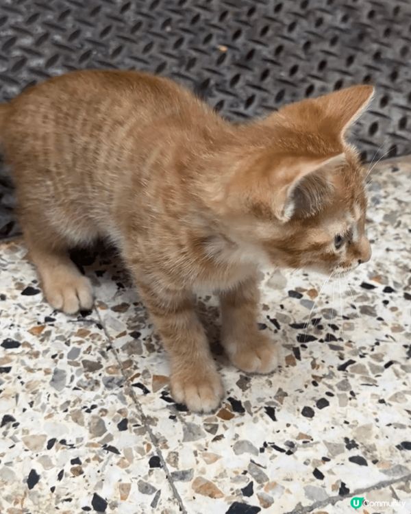 正所謂人逢喵喵精神爽