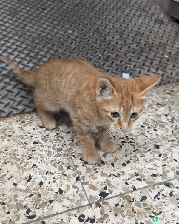 正所謂人逢喵喵精神爽