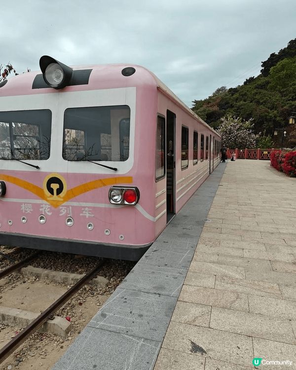 深圳南山區櫻花列車打卡