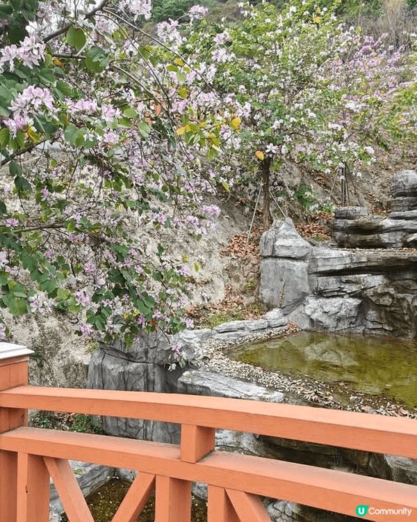 深圳南山區櫻花列車打卡