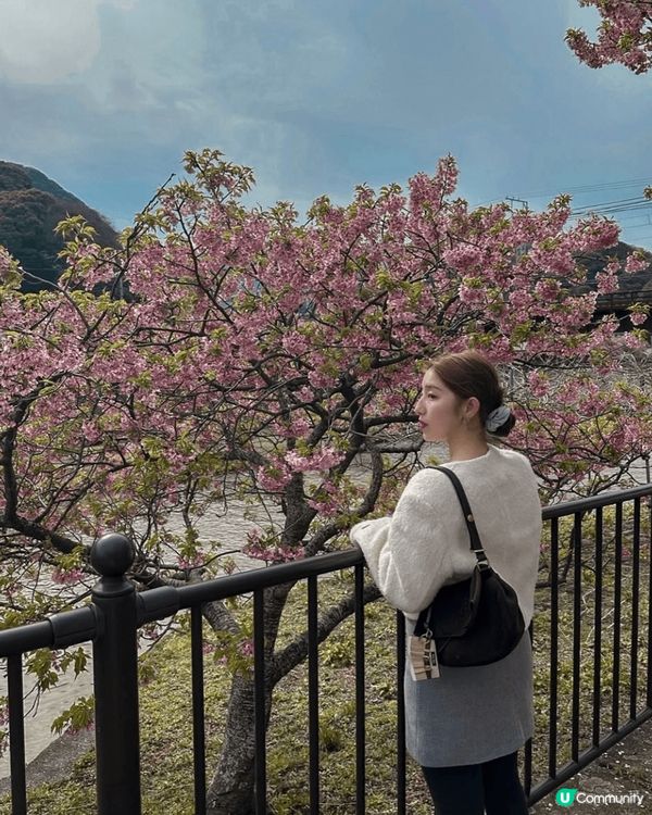 今日帶大家去日本大阪睇櫻花, 櫻花盛開喺河嘅兩邊超靚呀，天氣...