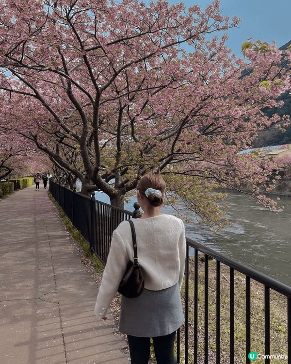 今日帶大家去日本大阪睇櫻花, 櫻花盛開喺河嘅兩邊超靚呀，天氣...
