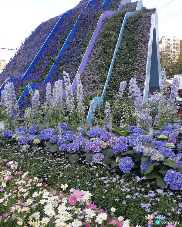 香港花卉展🌸  打卡天堂📸