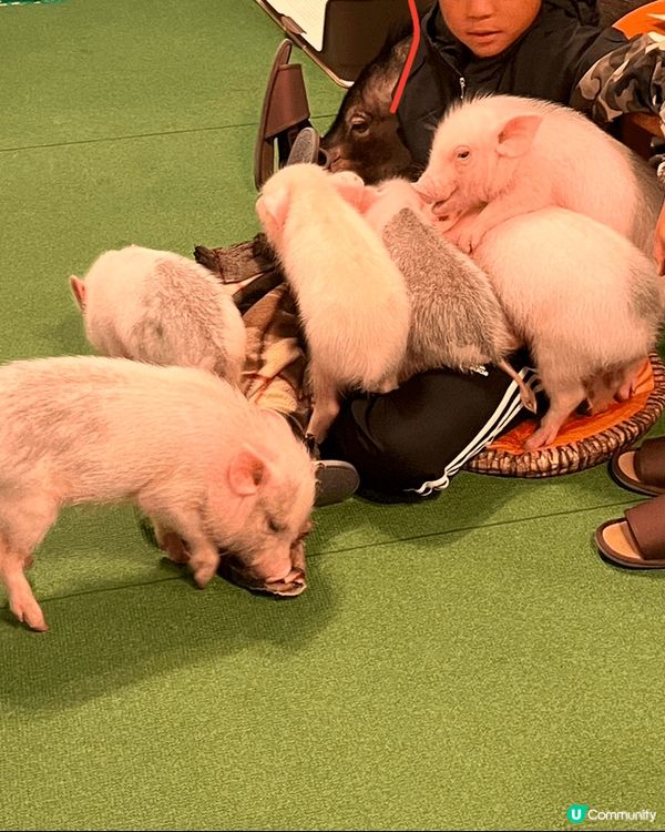 每次去日本我必去嘅地方就係啲動物Cafe ！主要去啲香港冇嘅...