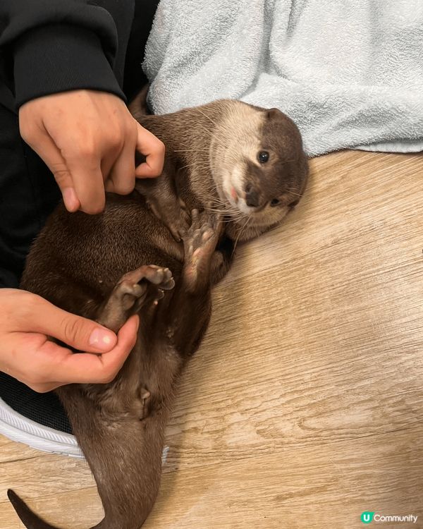每次去日本我必去嘅地方就係啲動物Cafe ！主要去啲香港冇嘅...