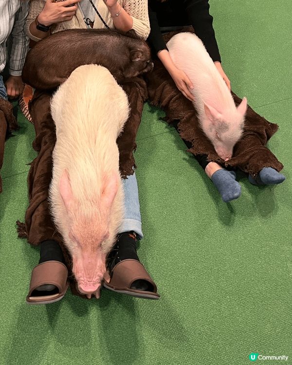 每次去日本我必去嘅地方就係啲動物Cafe ！主要去啲香港冇嘅...