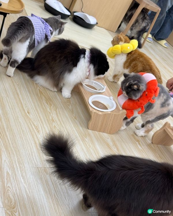 玩貓貓🐱放⚡️親子節目👍