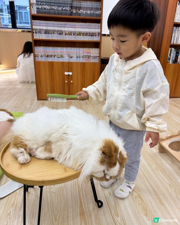 玩貓貓🐱放⚡️親子節目👍