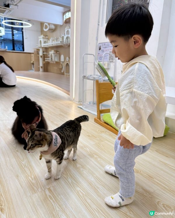 玩貓貓🐱放⚡️親子節目👍