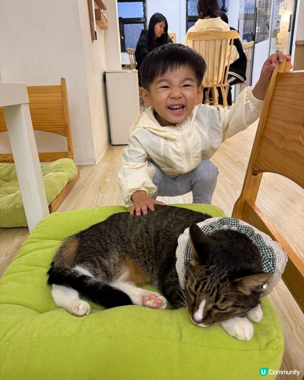 玩貓貓🐱放⚡️親子節目👍