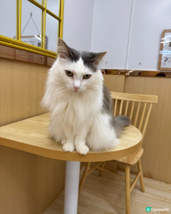 玩貓貓🐱放⚡️親子節目👍