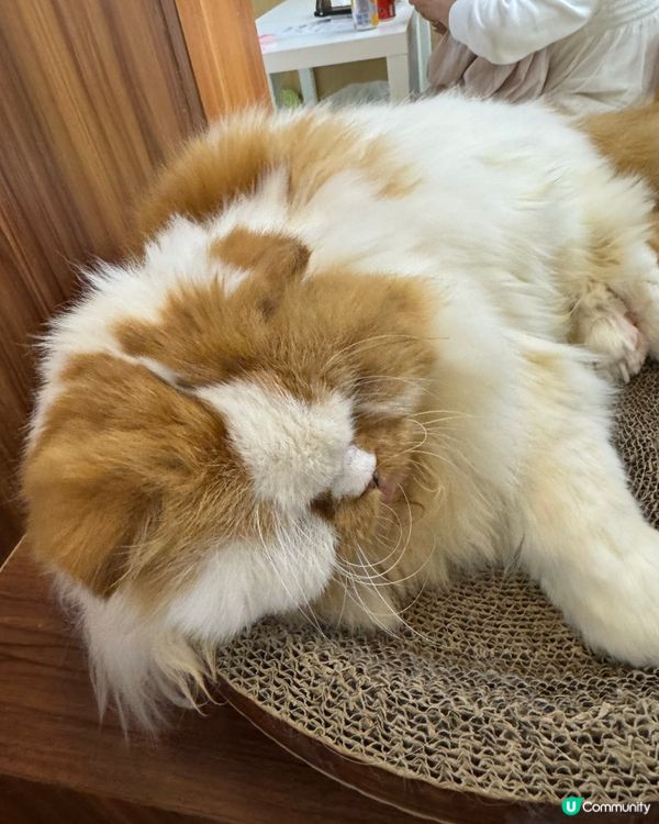 玩貓貓🐱放⚡️親子節目👍