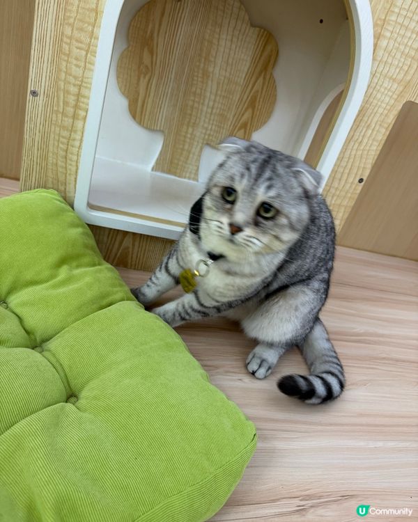 玩貓貓🐱放⚡️親子節目👍