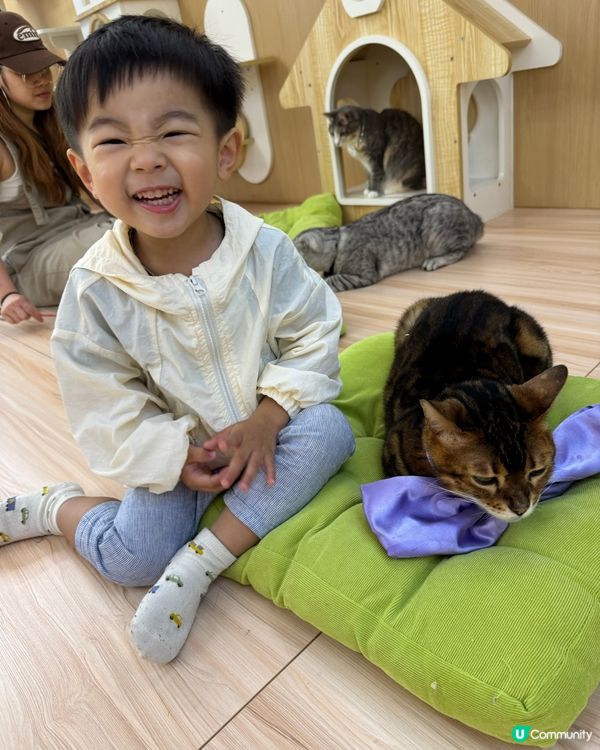 玩貓貓🐱放⚡️親子節目👍