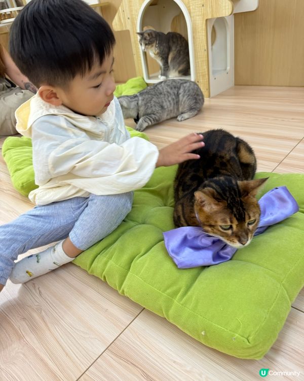 玩貓貓🐱放⚡️親子節目👍