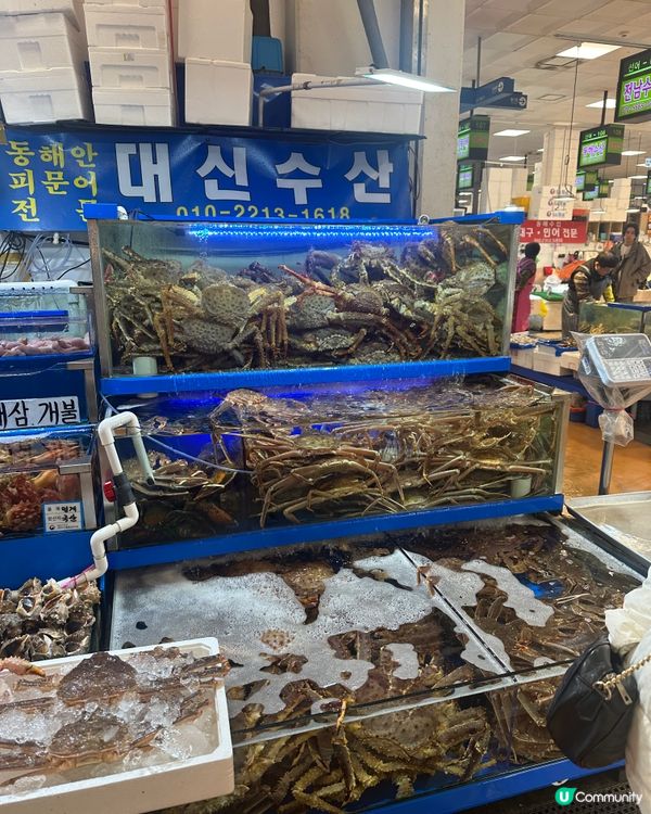 韓國水產市場 五百蚊食帝王蟹！
