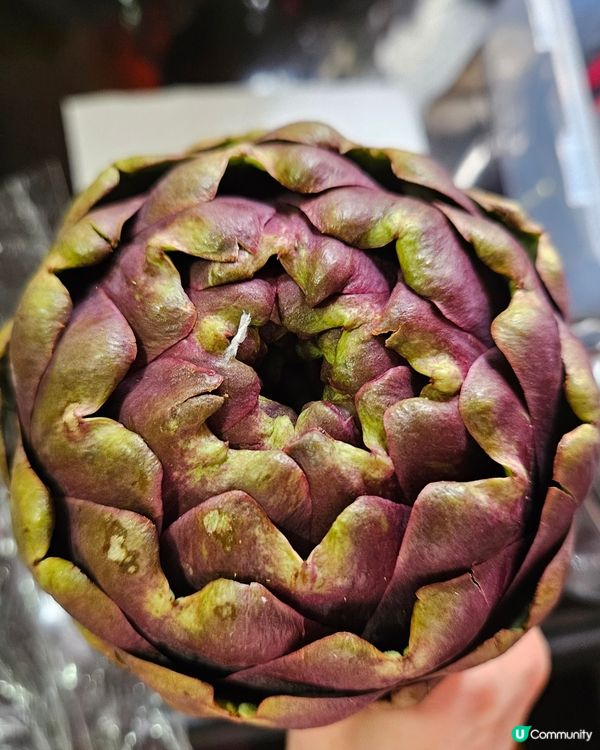 意大利亞枝竹Artichoke