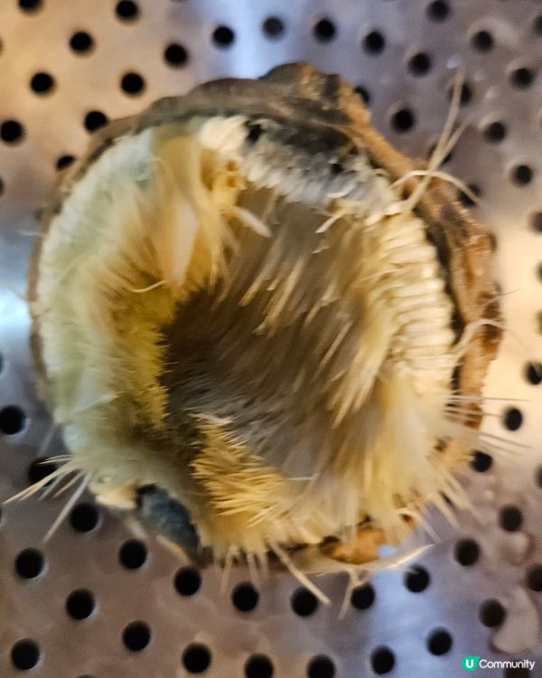 意大利亞枝竹Artichoke