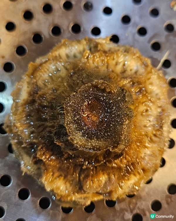 意大利亞枝竹Artichoke