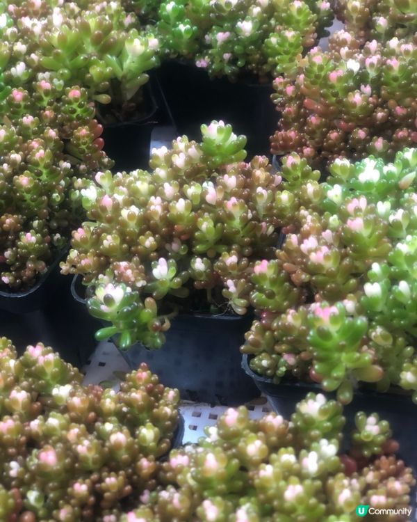 免費入鎮｜未見過嘅花｜值得一遊｜荷蘭花卉小鎮｜深圳南山