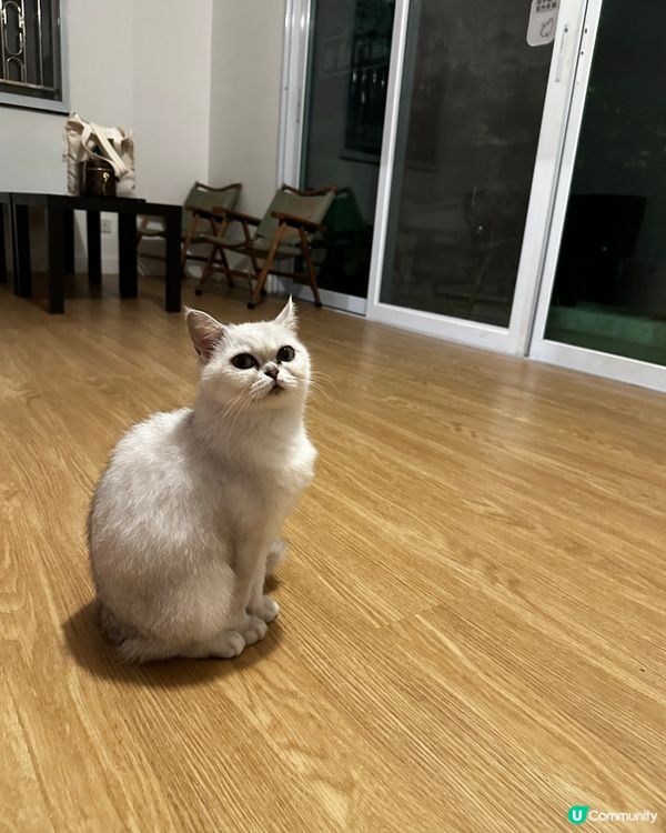 Cafe x 貓貓 x 按摩🤩大尾篤海邊天台靚景😍