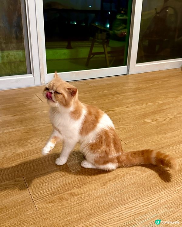 Cafe x 貓貓 x 按摩🤩大尾篤海邊天台靚景😍