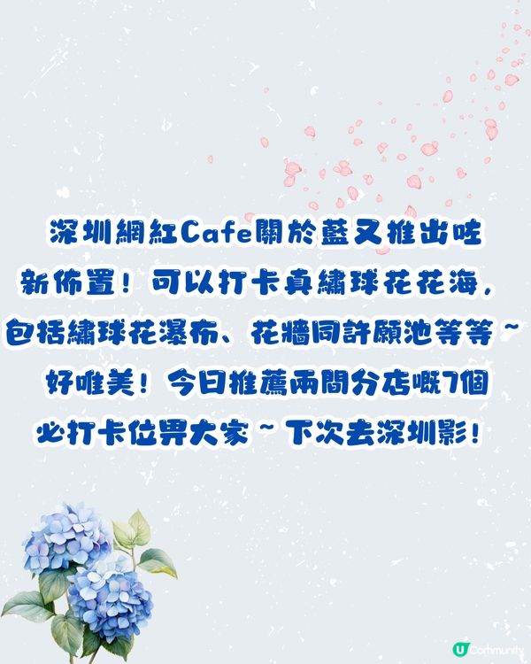 深圳Blue Concept關於藍打卡Cafe繡球花花園☕️7大影相位😍用上真花佈置‼️ 