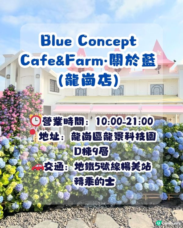 深圳Blue Concept關於藍打卡Cafe繡球花花園☕️7大影相位😍用上真花佈置‼️ 
