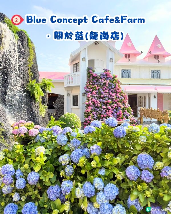 深圳Blue Concept關於藍打卡Cafe繡球花花園☕️7大影相位😍用上真花佈置‼️ 