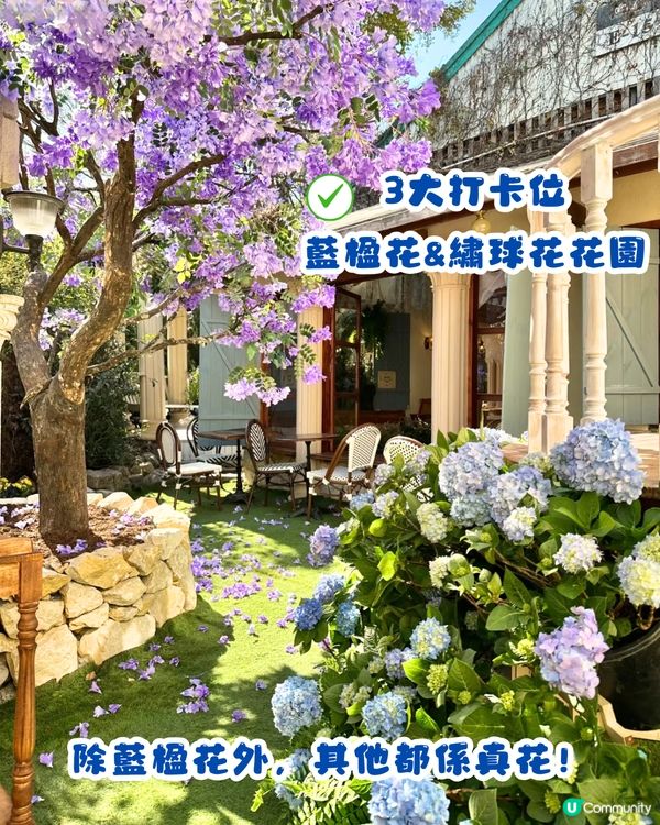 深圳繡球花網紅Cafe☕️附3大打卡位😍