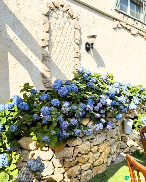 深圳Blue Concept關於藍打卡Cafe繡球花花園☕️7大影相位😍用上真花佈置‼️ 