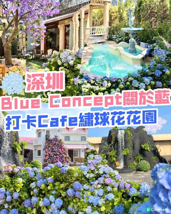 深圳Blue Concept關於藍打卡Cafe繡球花花園☕️7大影相位😍用上真花佈置‼️ 