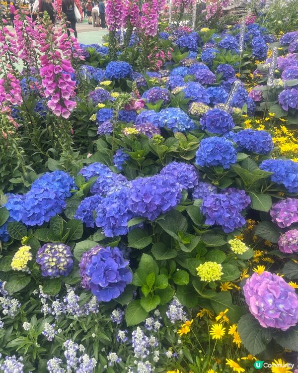 2025年維園花卉展覽