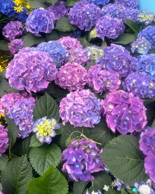 2025年維園花卉展覽