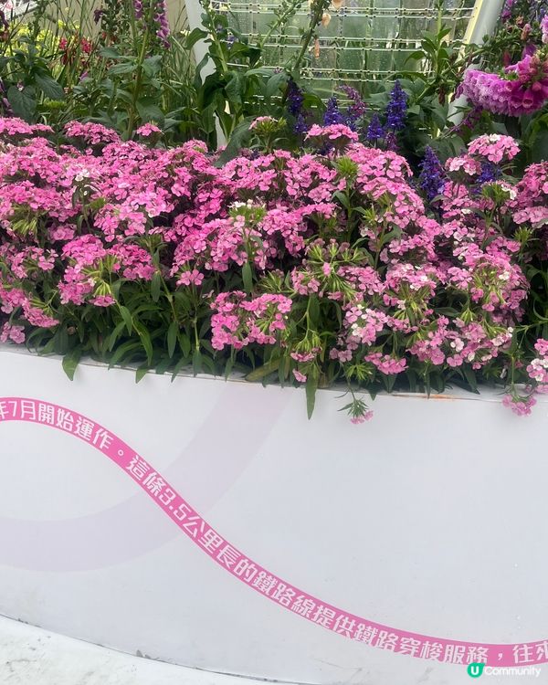 2025年維園花卉展覽